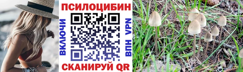 что такое   Ачинск  Галлюциногенные грибы Psilocybe 